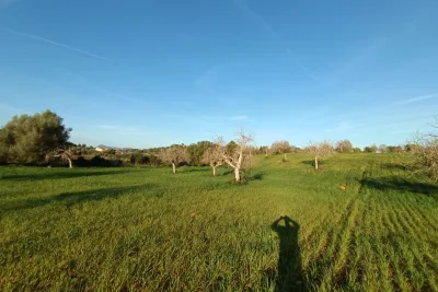 Venta Terrenos Manacor