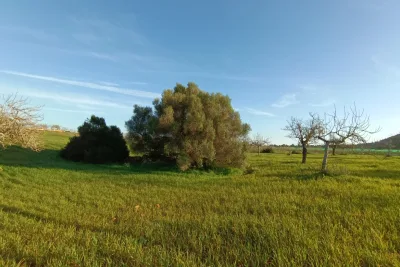 Venta Terrenos Manacor