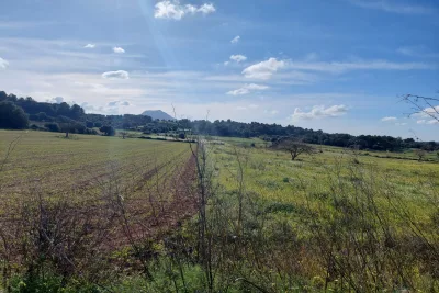 Venta Terrenos Manacor