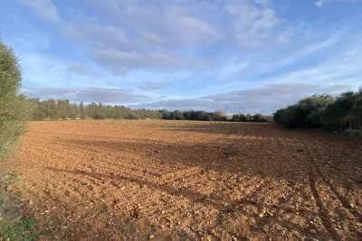 Venta Terrenos Manacor