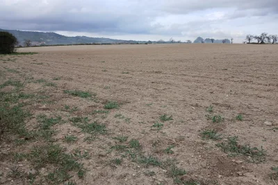 Venta Terrenos Vilafranca de Bonany