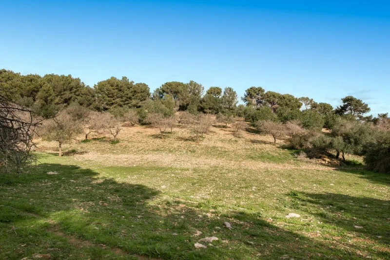 Fincas rusticas en Manacor