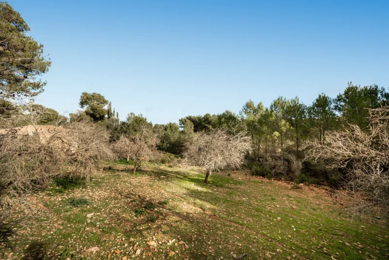 Fincas rusticas en Manacor