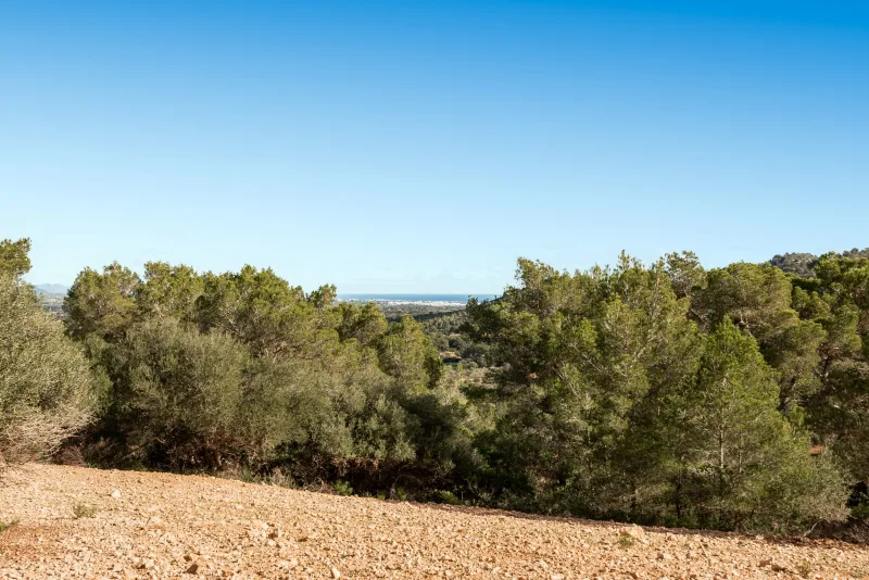 Fincas rusticas en Manacor