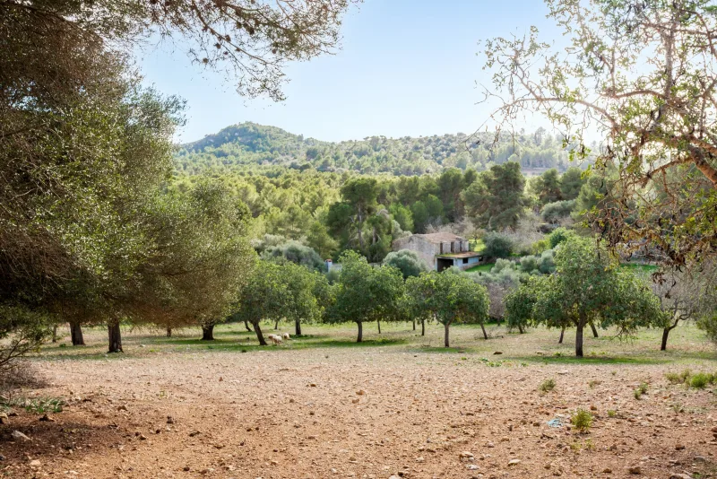 Fincas rusticas en Manacor