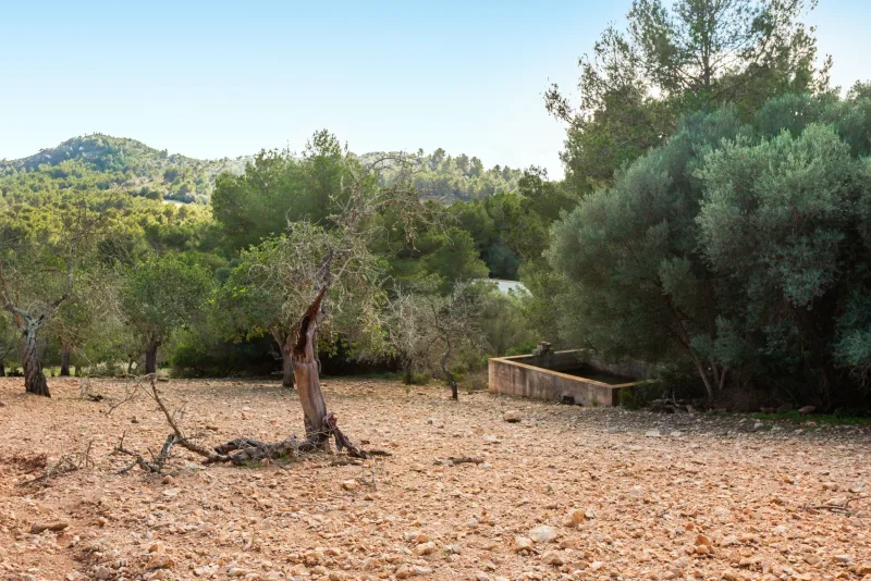 Fincas rusticas en Manacor