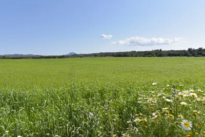 Venta Terrenos Manacor