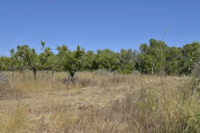 Venta Terrenos Felanitx