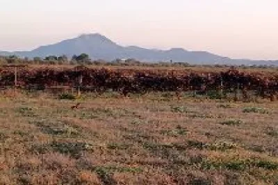 Venta Terrenos Felanitx