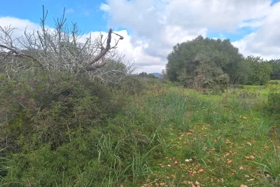 Venta Terrenos Son Carrio