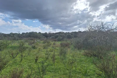 Venta Terrenos Son Carrio