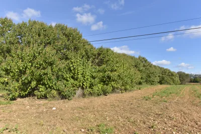 Venta Terrenos Manacor