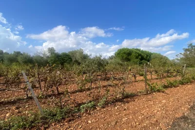 Venta Terrenos Manacor