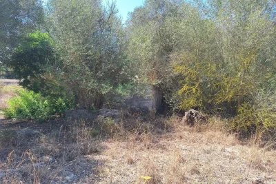 Venta Fincas Manacor