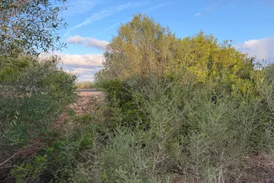 Venta Terrenos Son Carrio