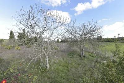 Venta Terrenos Manacor