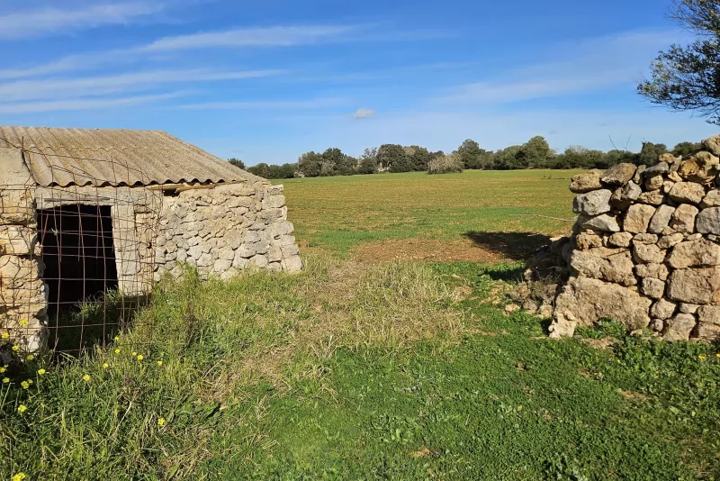 Finca edificable en Manacor