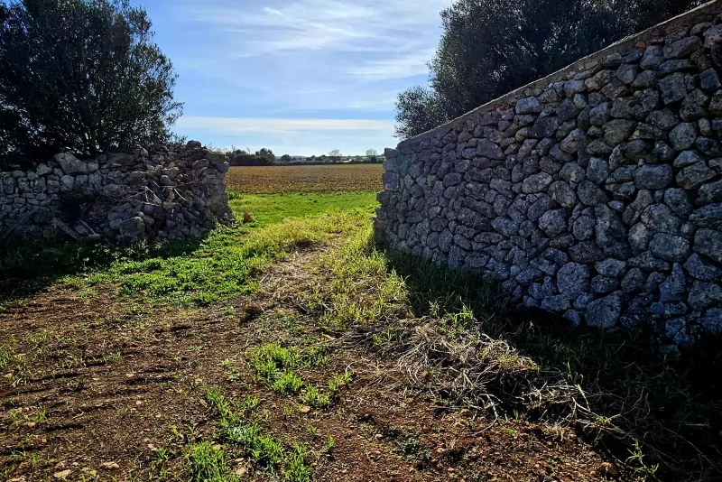 Finca edificable en Manacor