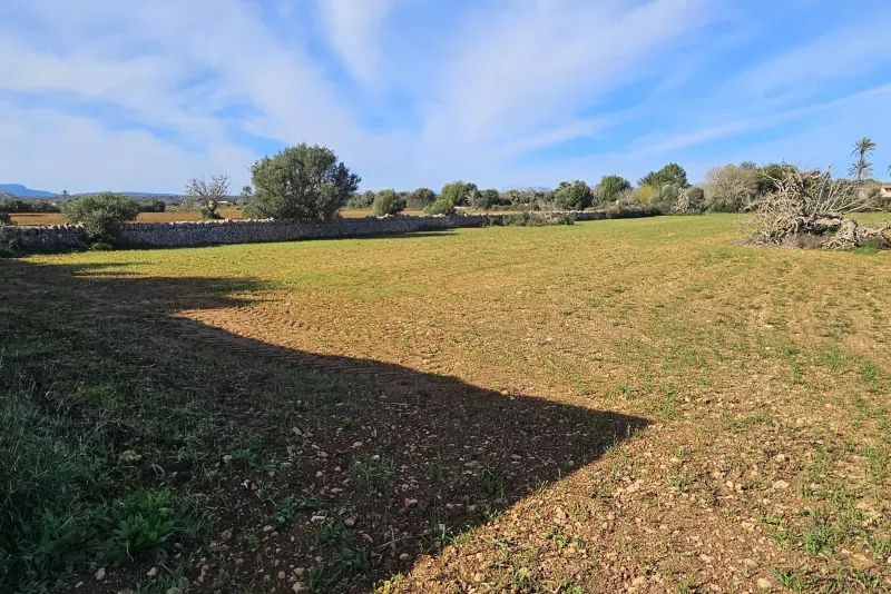 Finca edificable en Manacor