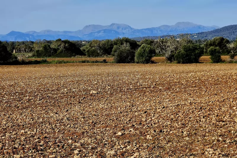 Finca edificable en Manacor