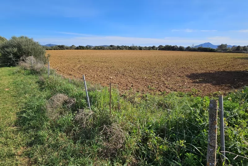 Finca edificable en Manacor
