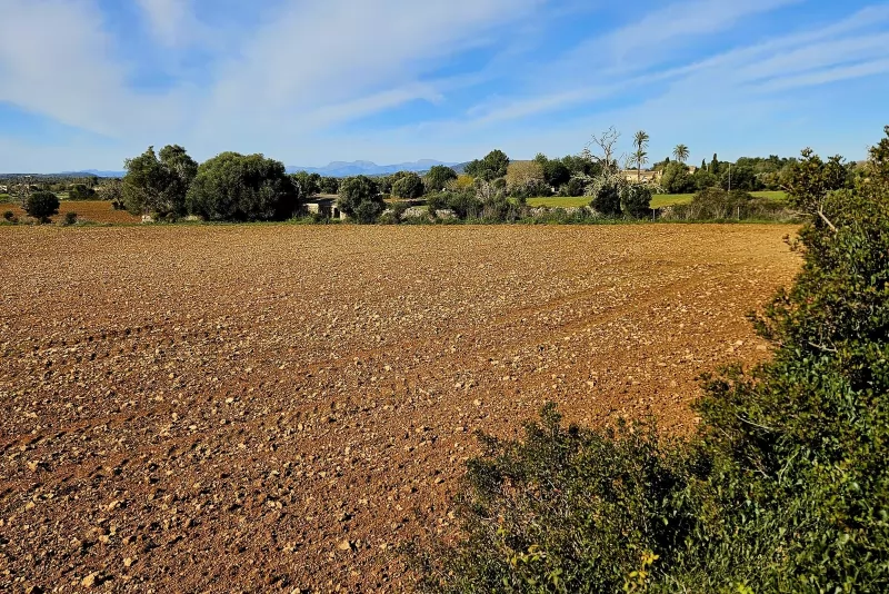 Finca edificable en Manacor