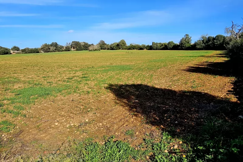 Finca edificable en Manacor