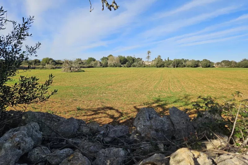 Finca edificable en Manacor