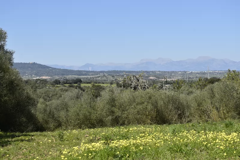 Finca rústica con proyecto de legalización de almacen agricola.