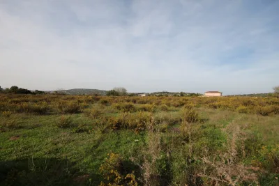 Venta Terrenos Manacor