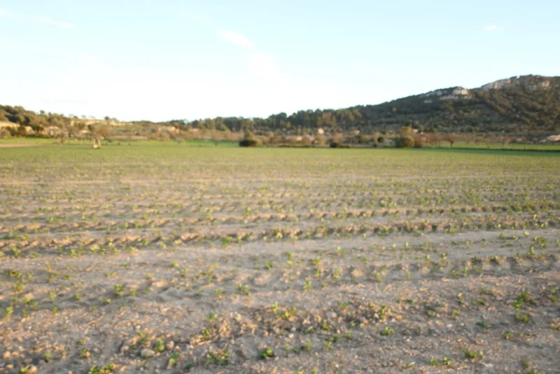 Terreno Edificable entre Sineu y Petra