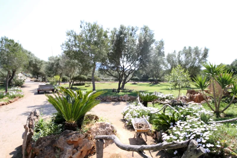 Se vende finca en Petra