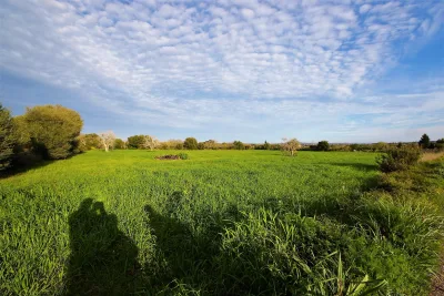 Venta Terrenos Manacor