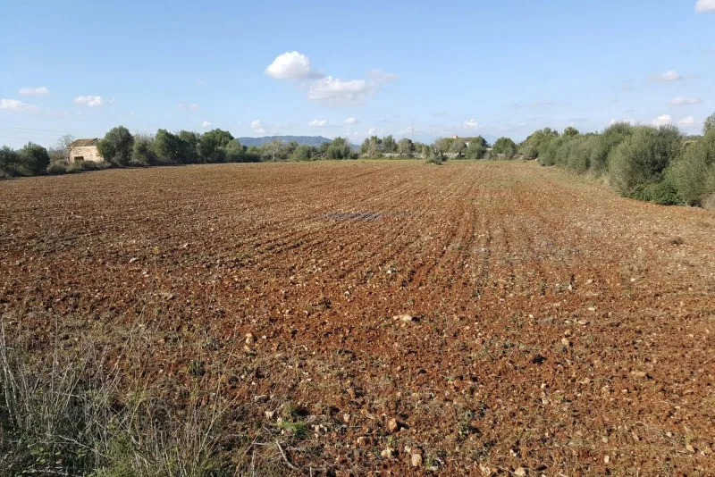 Terreno en Manacor