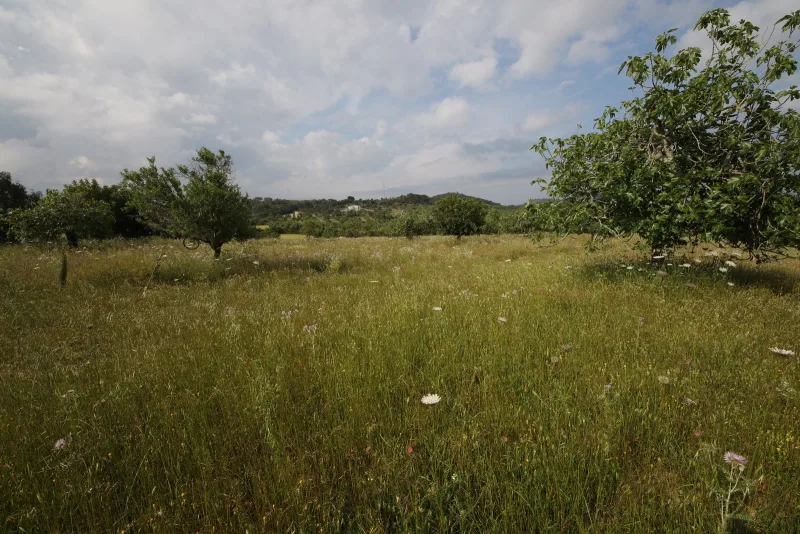 Se vende terreno en Son Servera