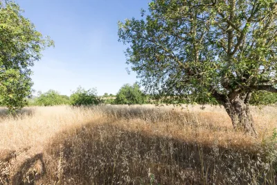 Venta Terrenos Felanitx