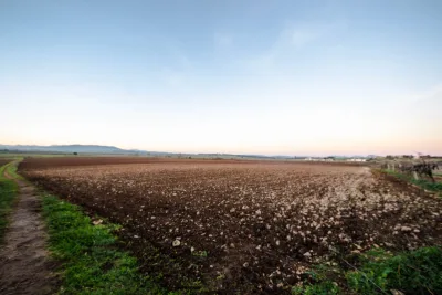Venta Terrenos Vilafranca de Bonany