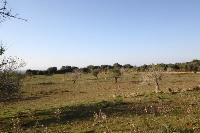 Venta Terrenos Manacor