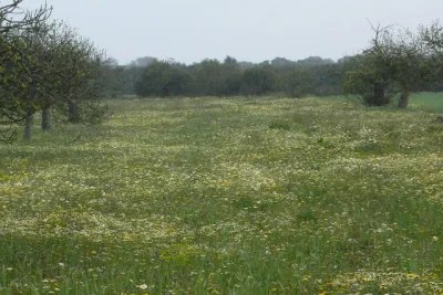 Venta Terrenos Felanitx