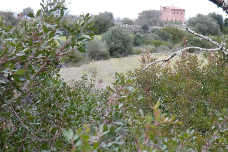 Se vende finca rustica en Manacor