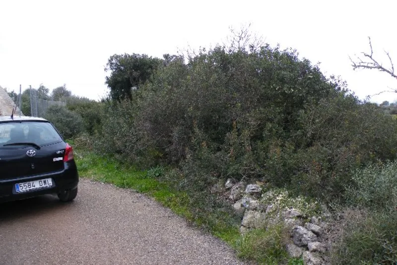 Se vende finca rustica en Manacor