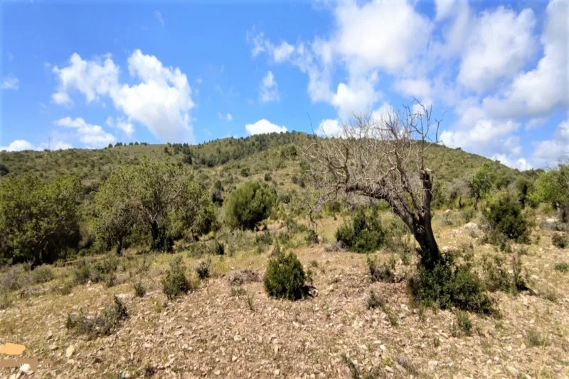 Terreno en Son Servera