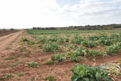 Venta Terrenos Manacor