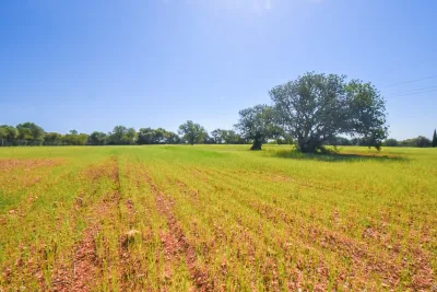 Venta Terrenos Santanyi