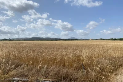 Venta Terrenos Manacor