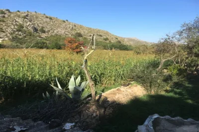 Venta Fincas Pollensa